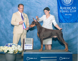 PHOTO PROVIDED Stormy -- officially known as Muellers Red Tornado -- competes in his first show at 9 months old.